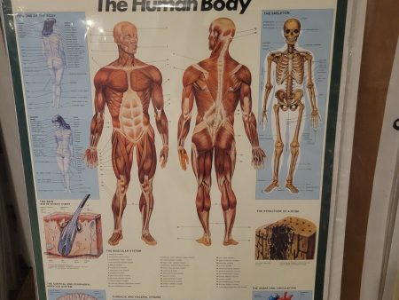 The Human Body Anatomy-27x40 Science Poster For Sale