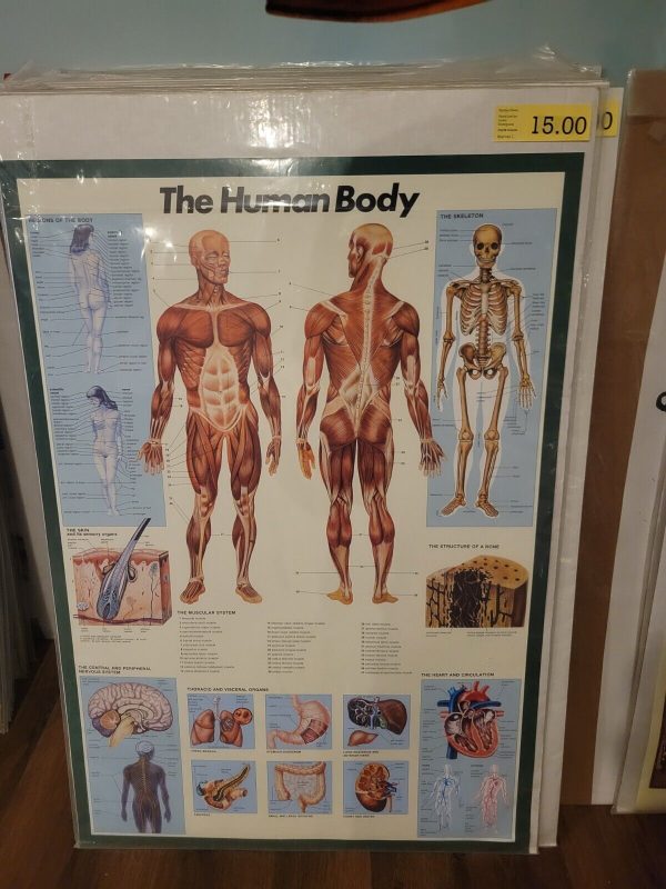 The Human Body Anatomy-27x40 Science Poster For Sale