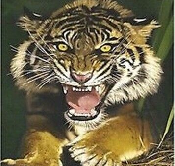 TIGER ROARING ~ 24X36 ANIMAL POSTER ~ Growling Mad Angry Online now