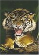 TIGER ROARING ~ 24X36 ANIMAL POSTER ~ Growling Mad Angry Online now