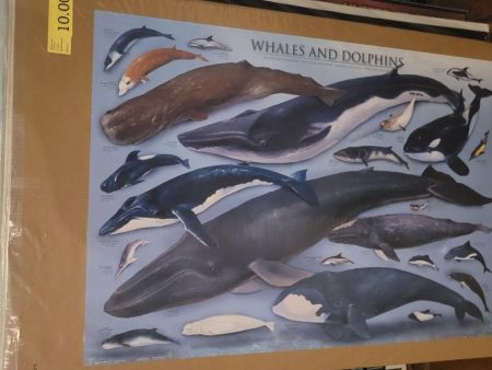 Whales & Dolphins - 24x36 Science Collage Poster For Discount