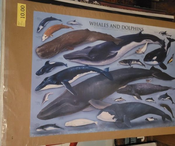 Whales & Dolphins - 24x36 Science Collage Poster For Discount