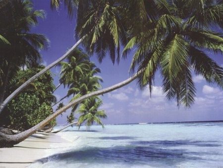 SEYCHELLES ISLAND ~ LEANING PALM TREES ~ 24x36 POSTER ~ NEW ROLLED! Online