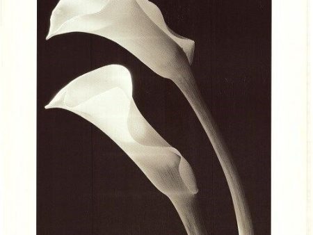 TWO LILIES ~ NEY TAIT FRASER 24x32 FINE ART POSTER POSTER Print Calla NEW ROLLED Cheap