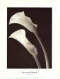 TWO LILIES ~ NEY TAIT FRASER 24x32 FINE ART POSTER POSTER Print Calla NEW ROLLED Cheap